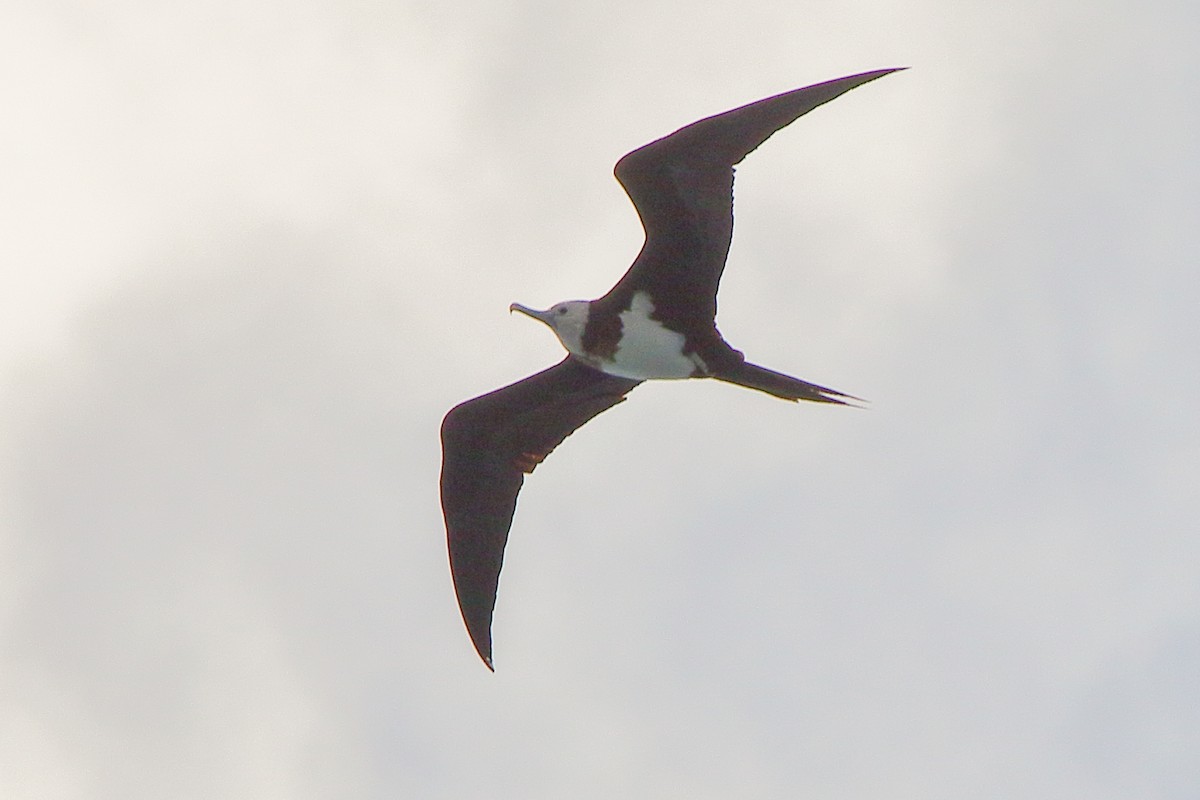 Ascension Frigatebird - ML385219581