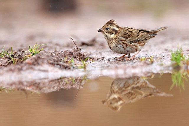 カシラダカ Ebird