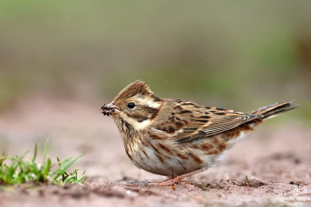 カシラダカ Ebird