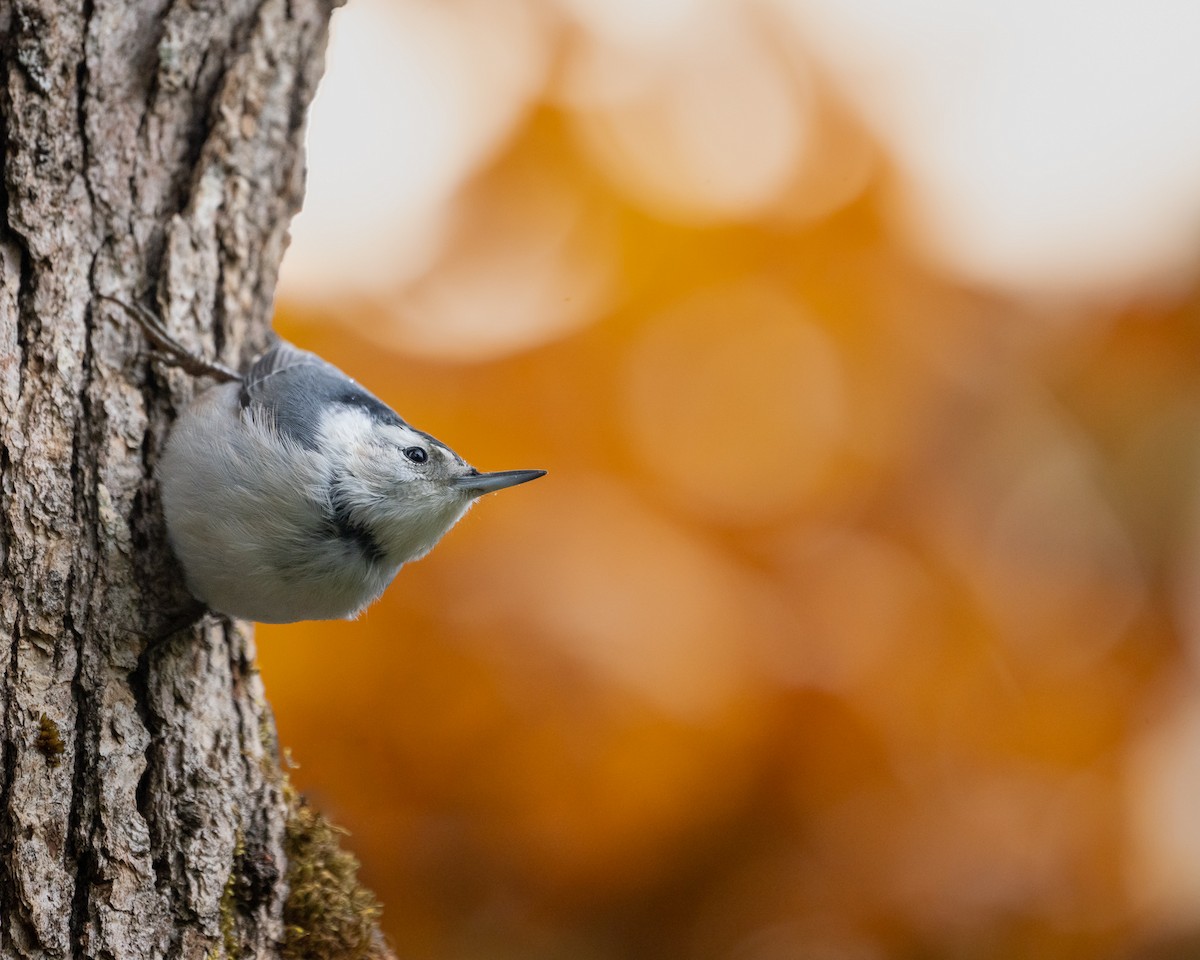 White-breasted Nuthatch - ML385231581