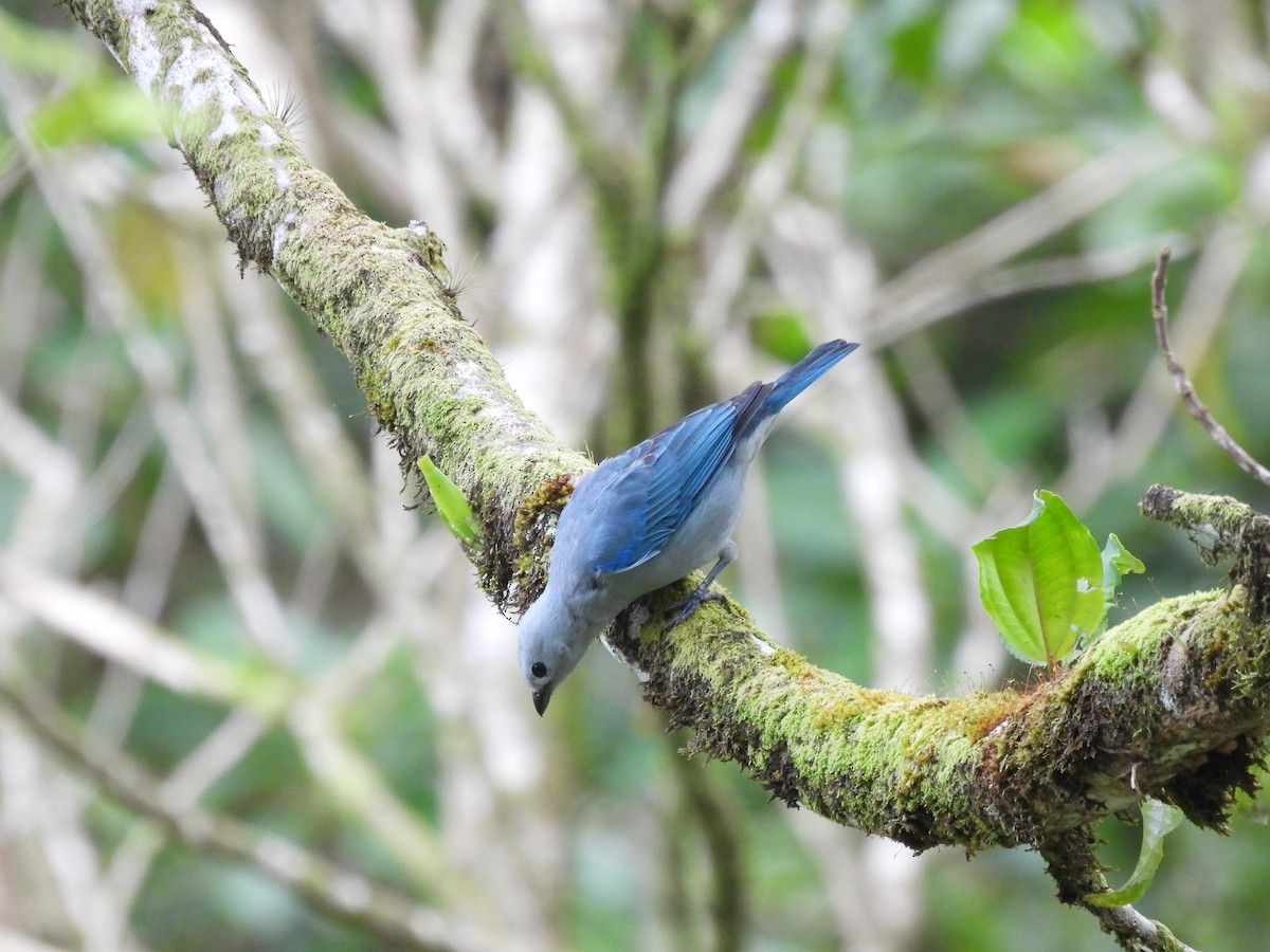 Blue-gray Tanager - Nick Ramsey