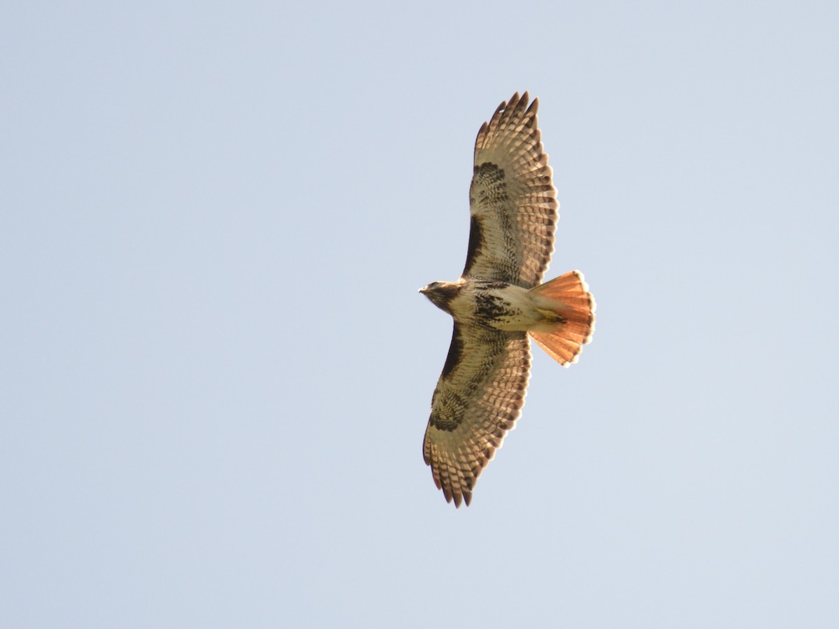 Red-tailed Hawk - Alan Van Norman