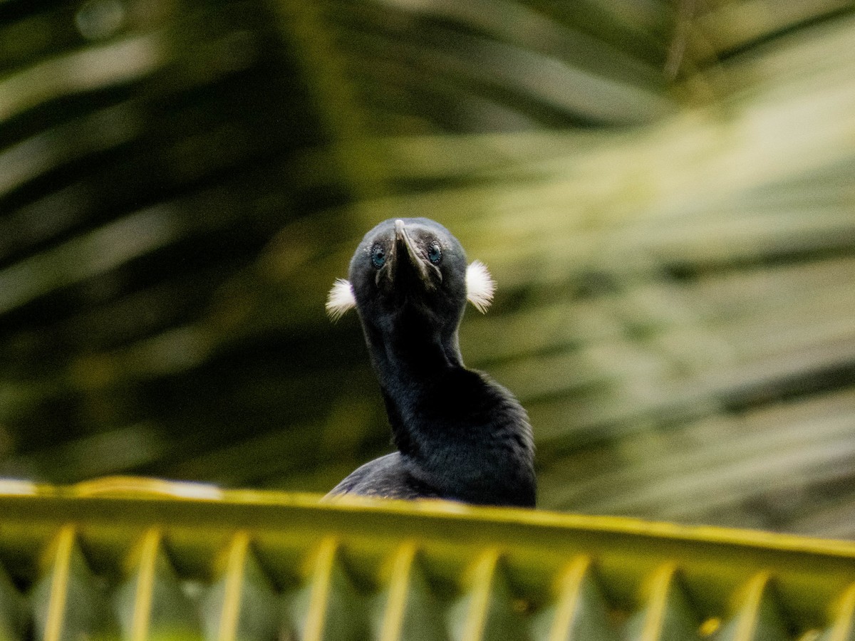 Indian Cormorant - shyamkumar puravankara