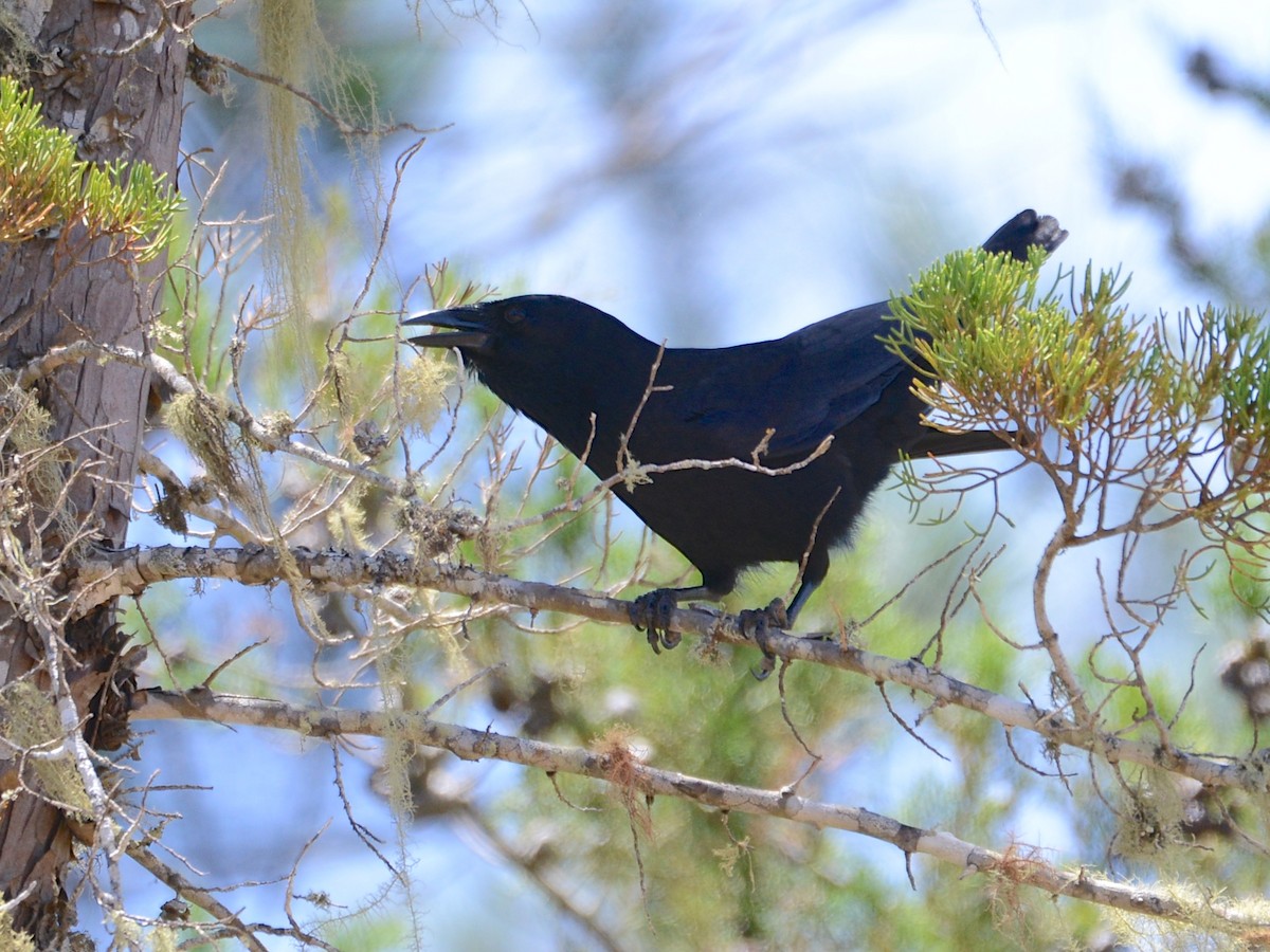 Hispaniolan Palm-Crow - Alan Van Norman