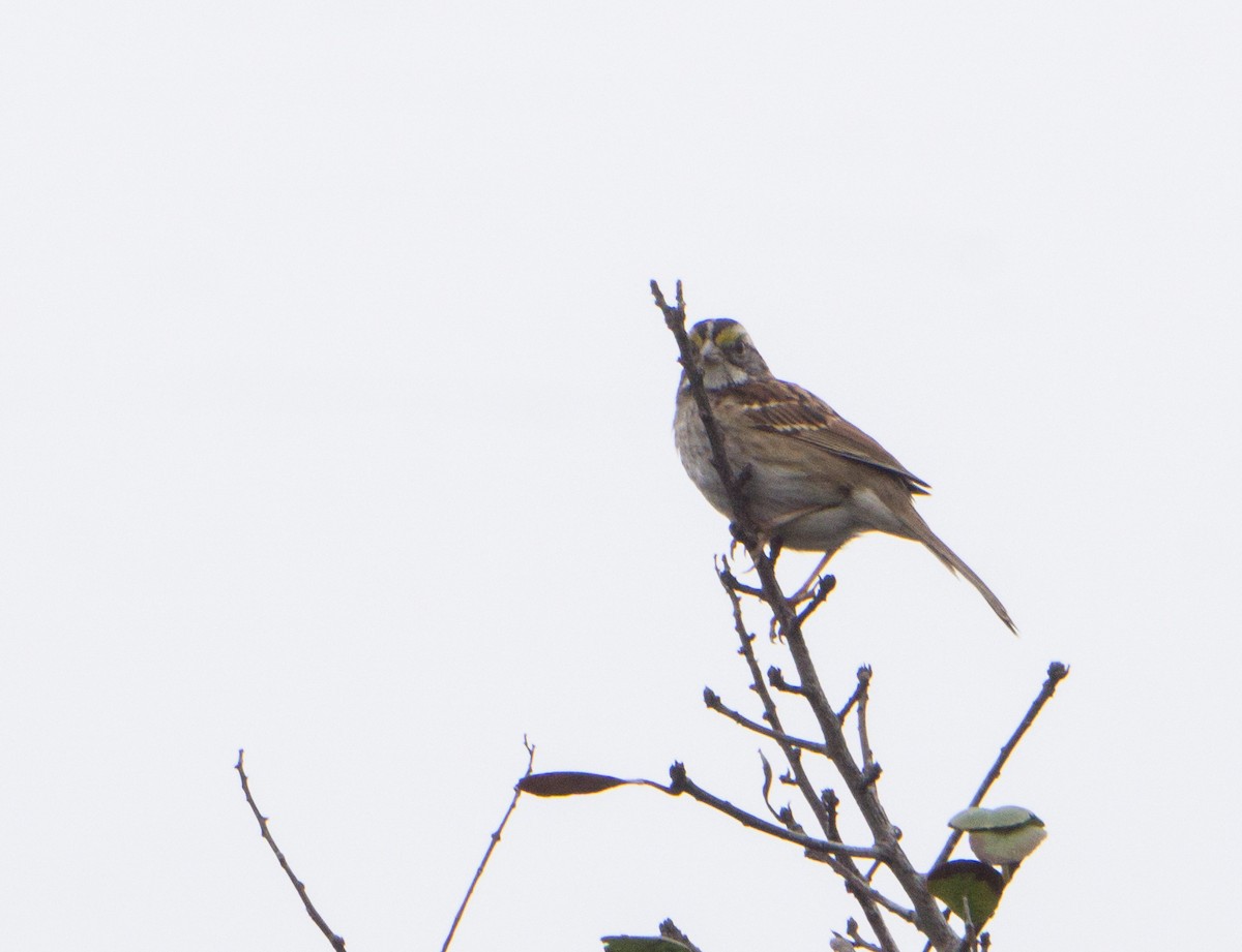 White-throated Sparrow - ML385245741