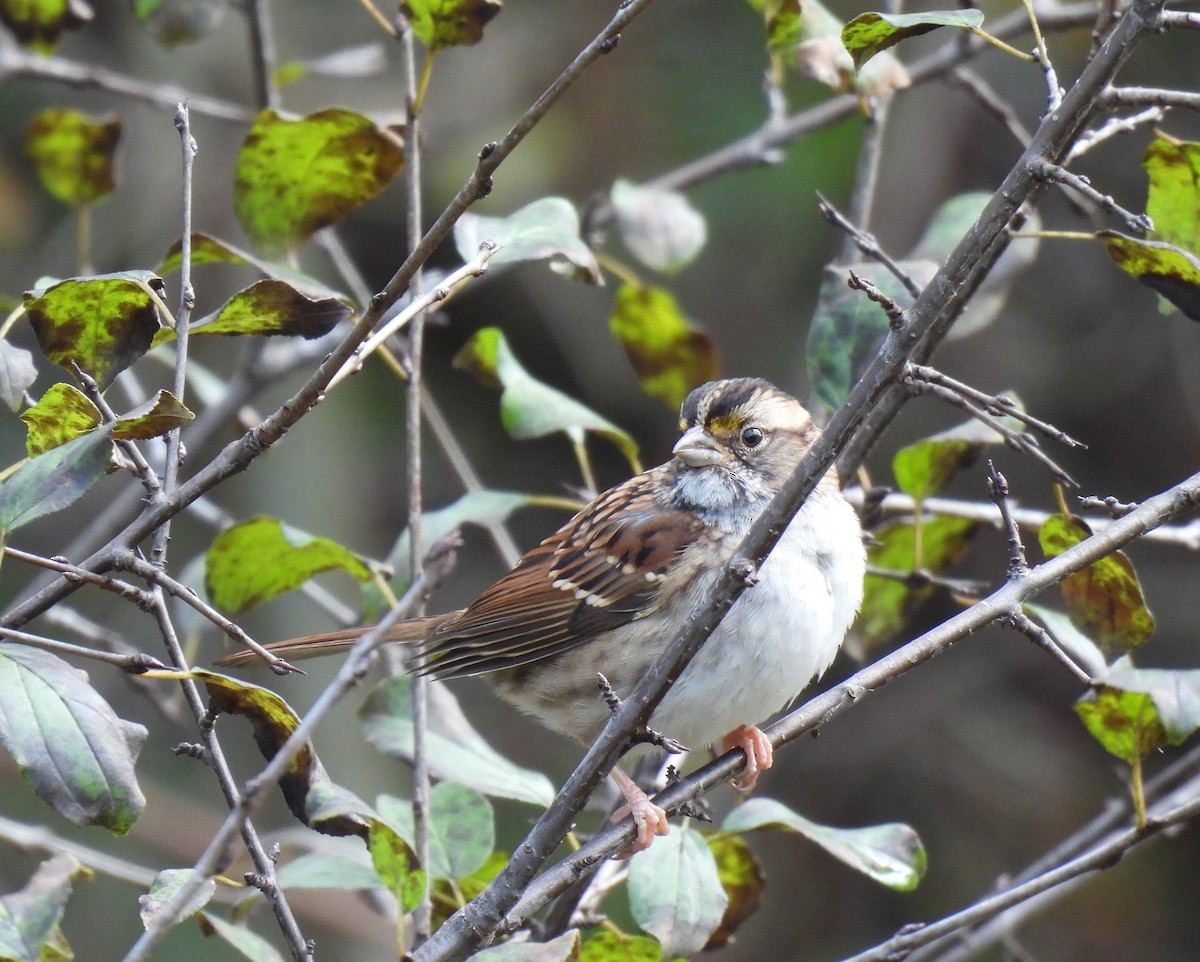 White-throated Sparrow - Jay Solanki