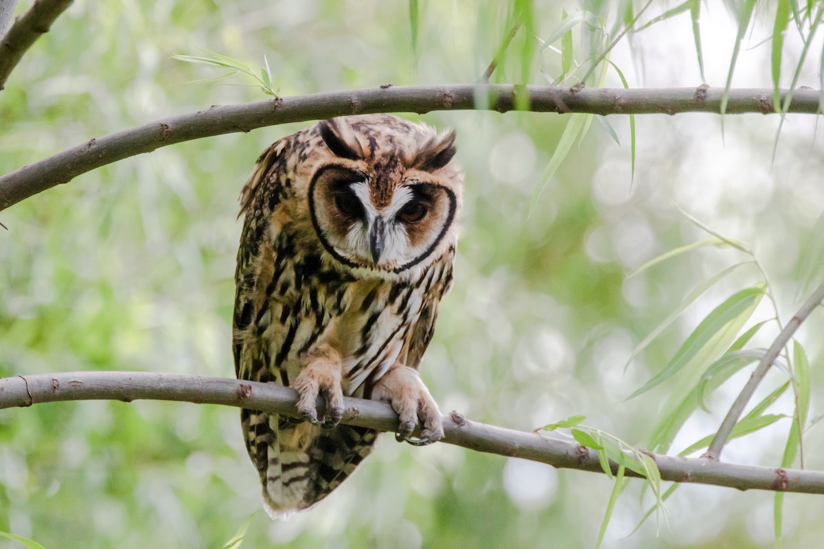 Striped Owl - Angela Booth