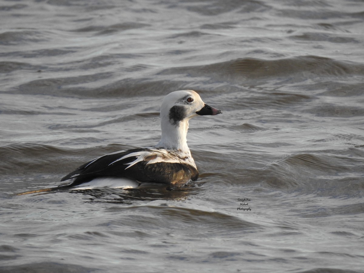 Long-tailed Duck - Jan Hubert