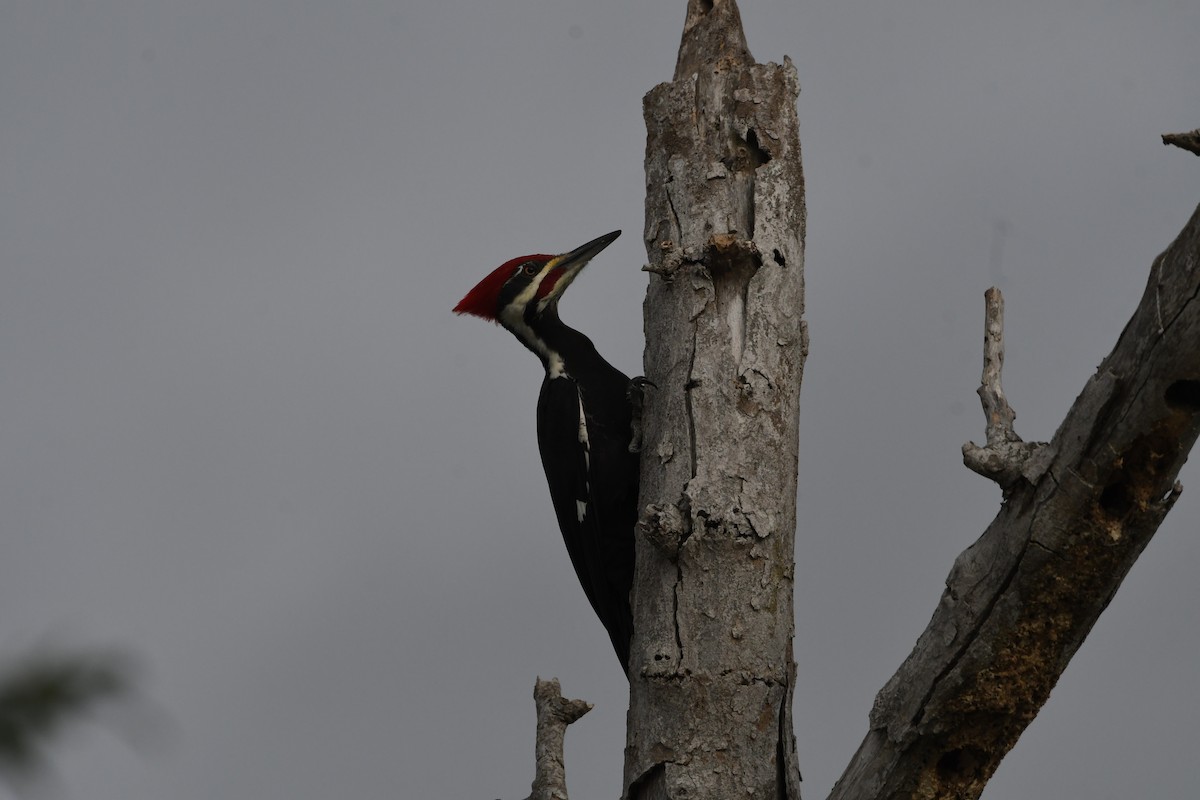 Pileated Woodpecker - ML385261181