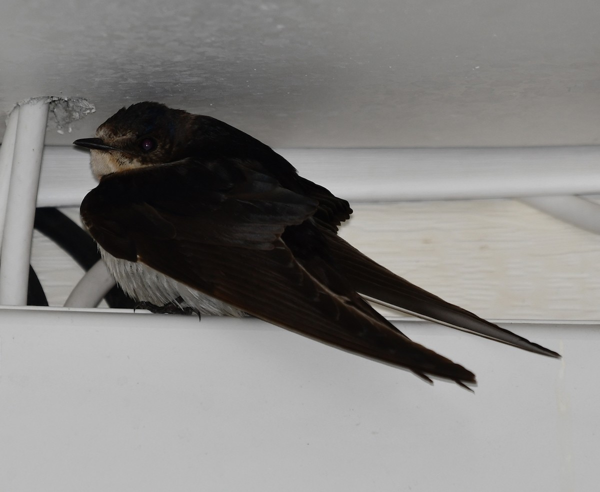 Barn Swallow (American) - ML385266251