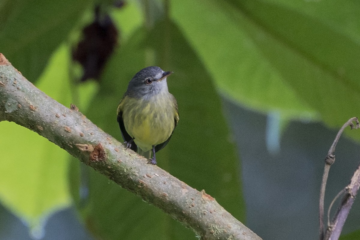 White-fronted Tyrannulet - ML385268341