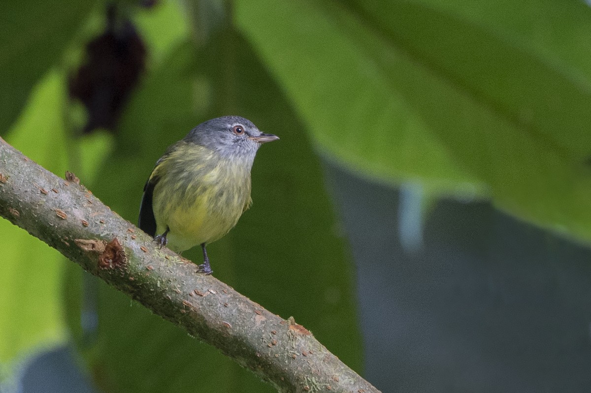 White-fronted Tyrannulet - ML385270181