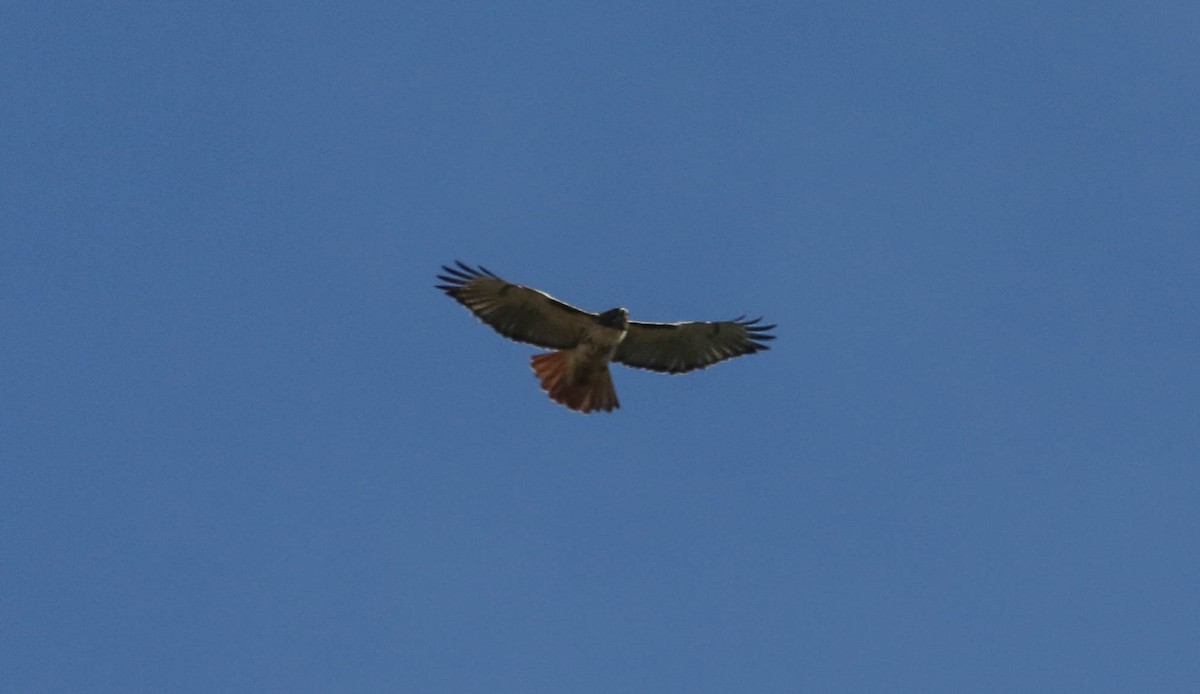 Red-tailed Hawk - ML38527041