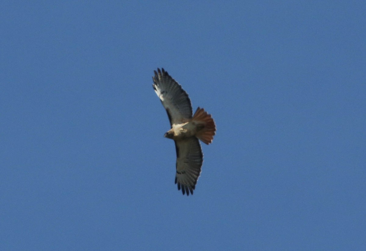 Red-tailed Hawk - ML38527061