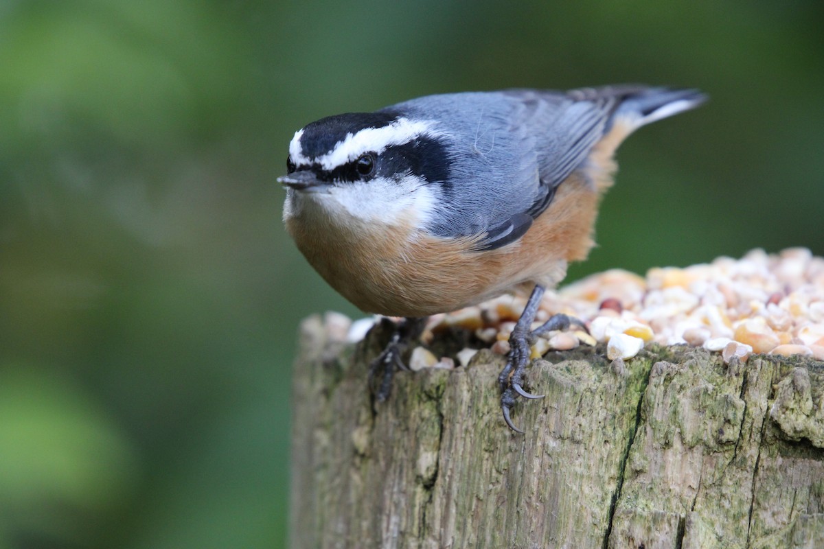 Red-breasted Nuthatch - ML385272221