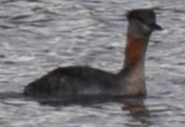 Red-necked Grebe - ML385274061