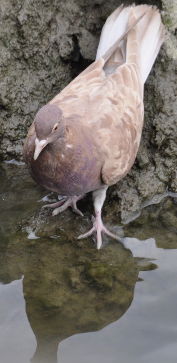 Rock Pigeon (Feral Pigeon) - ML385274321