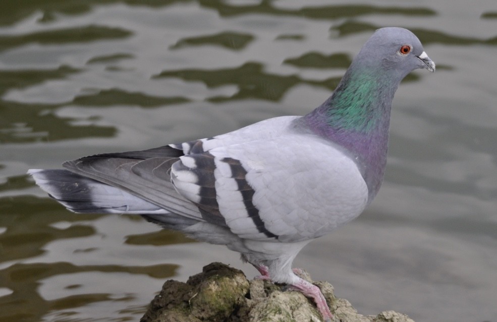 Rock Pigeon (Feral Pigeon) - ML385274341