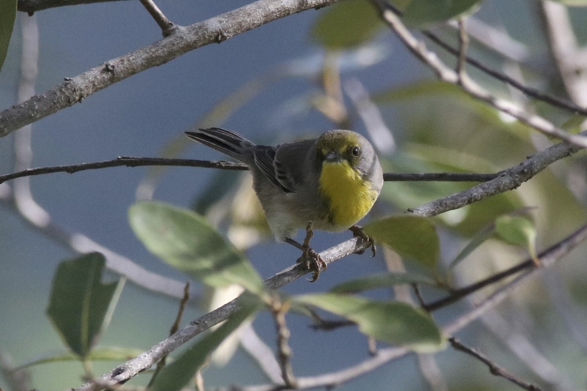 Olive-capped Warbler - David Marjamaa