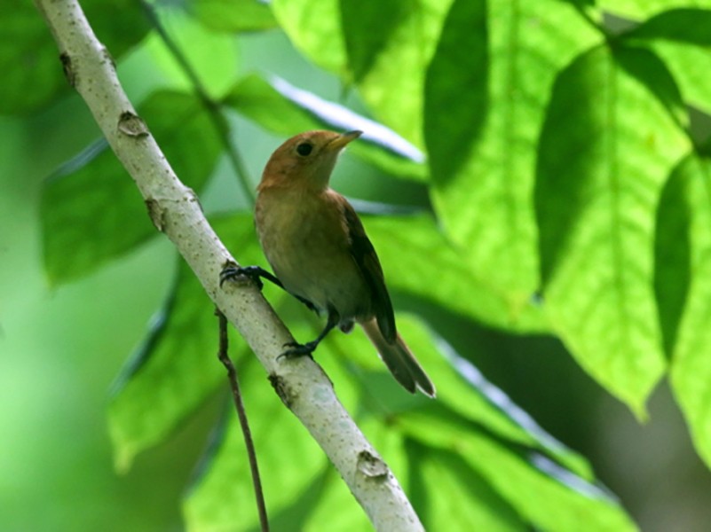 tahiti-monarch-ebird