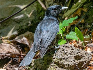 Tahiti Monarch - eBird