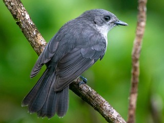 Rarotonga Monarch - Pomarea dimidiata - Birds of the World