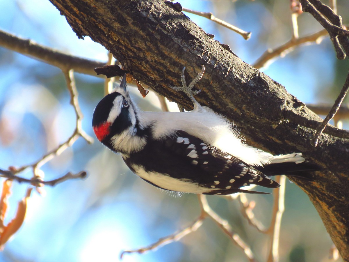 Downy Woodpecker - ML385292251