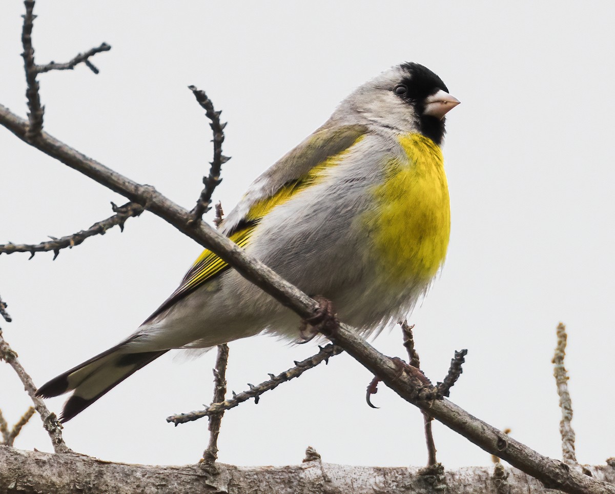 Lawrence's Goldfinch - ML385296421