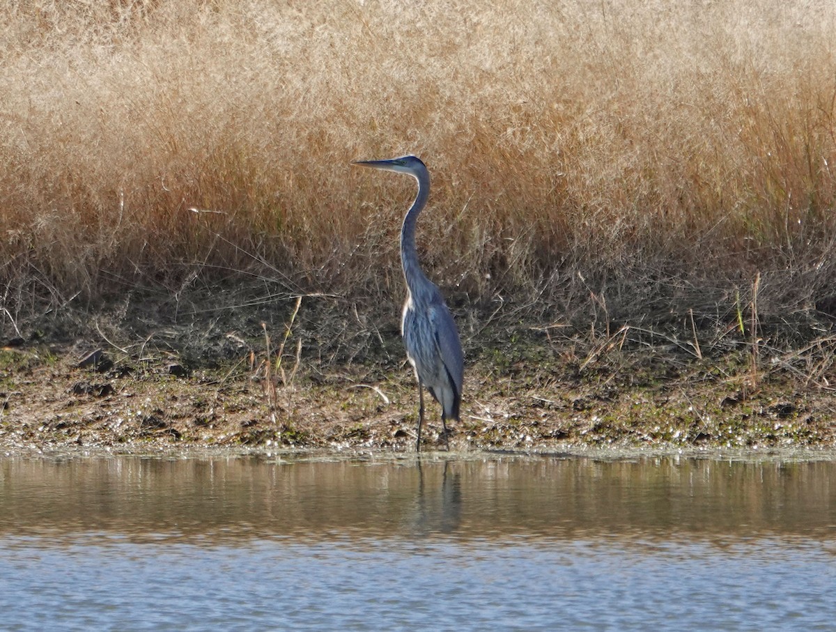 Great Blue Heron - Cathy Beck