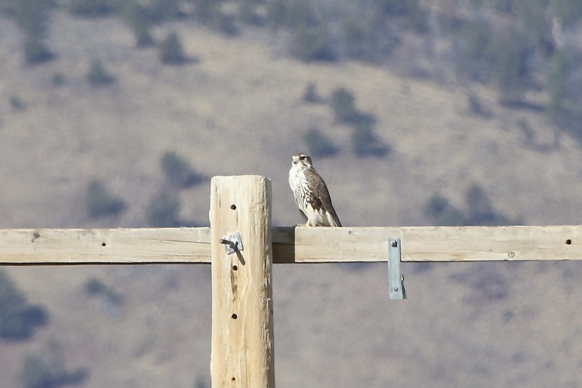 Prairie Falcon - E R