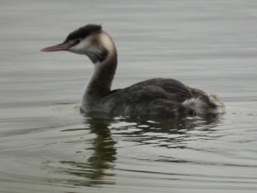 Great Crested Grebe - ML385297831