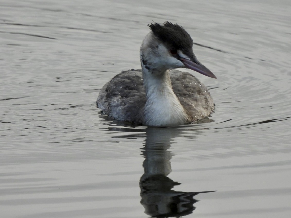 Great Crested Grebe - ML385297841