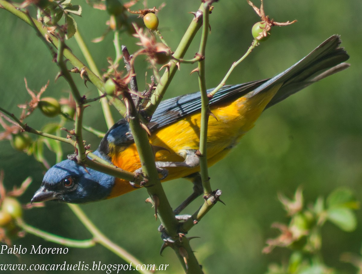Blue-and-yellow Tanager - Pablo Moreno