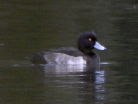 Tufted Duck - ML385298711
