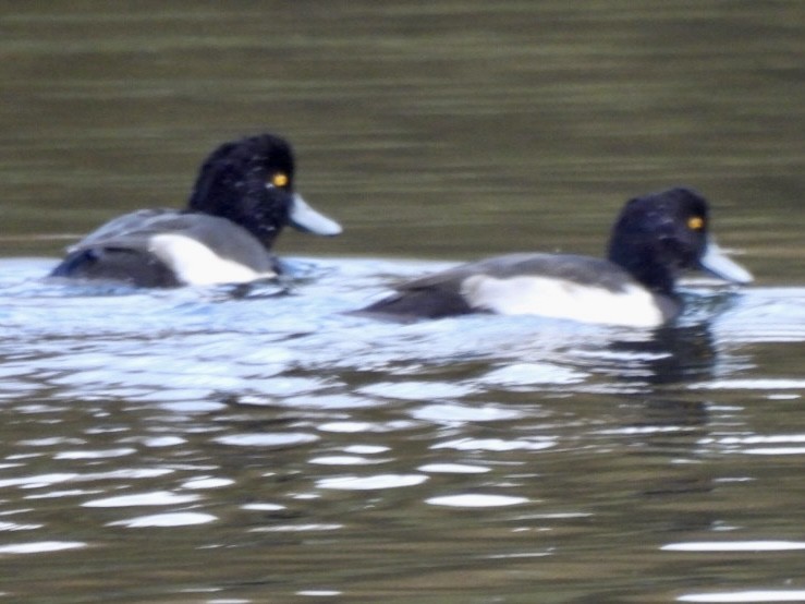 Tufted Duck - ML385298731