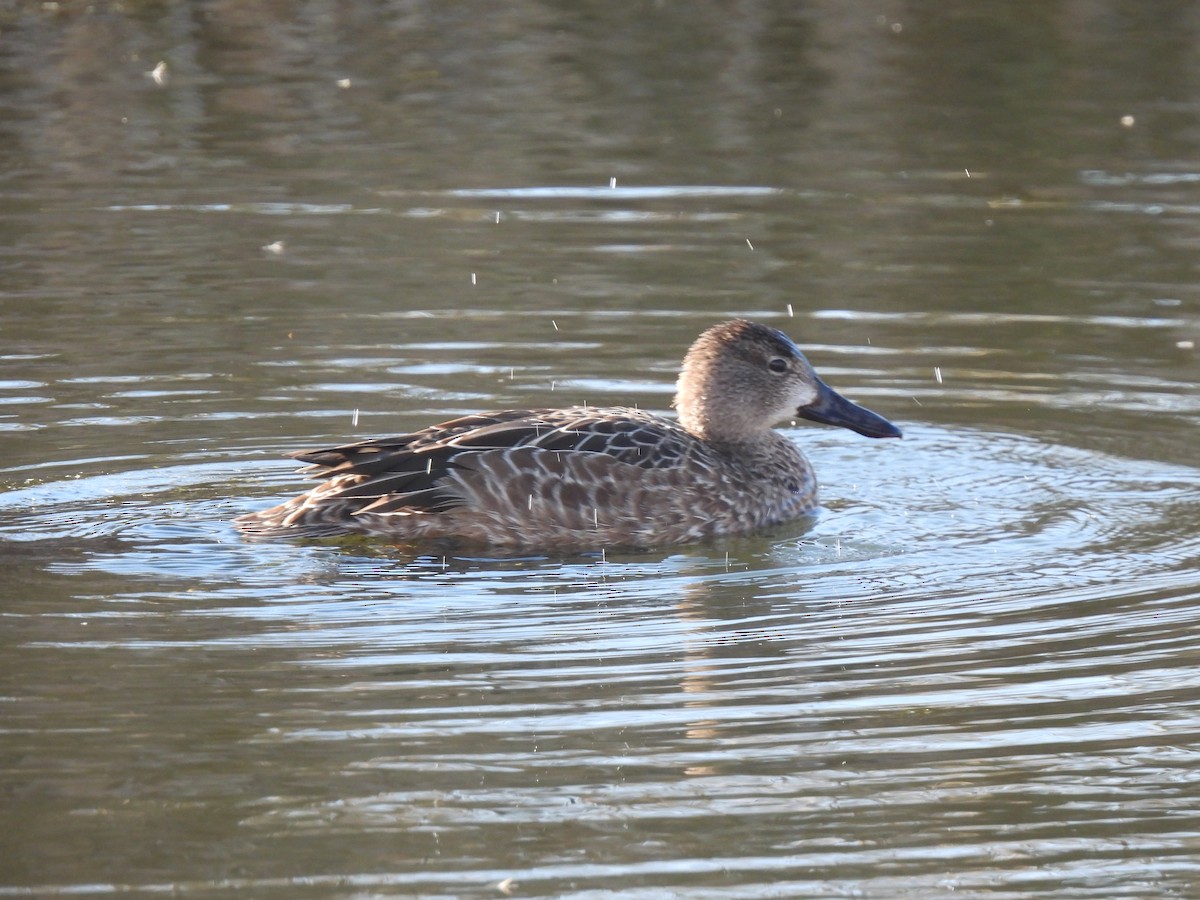 Blue-winged Teal - ML385304541