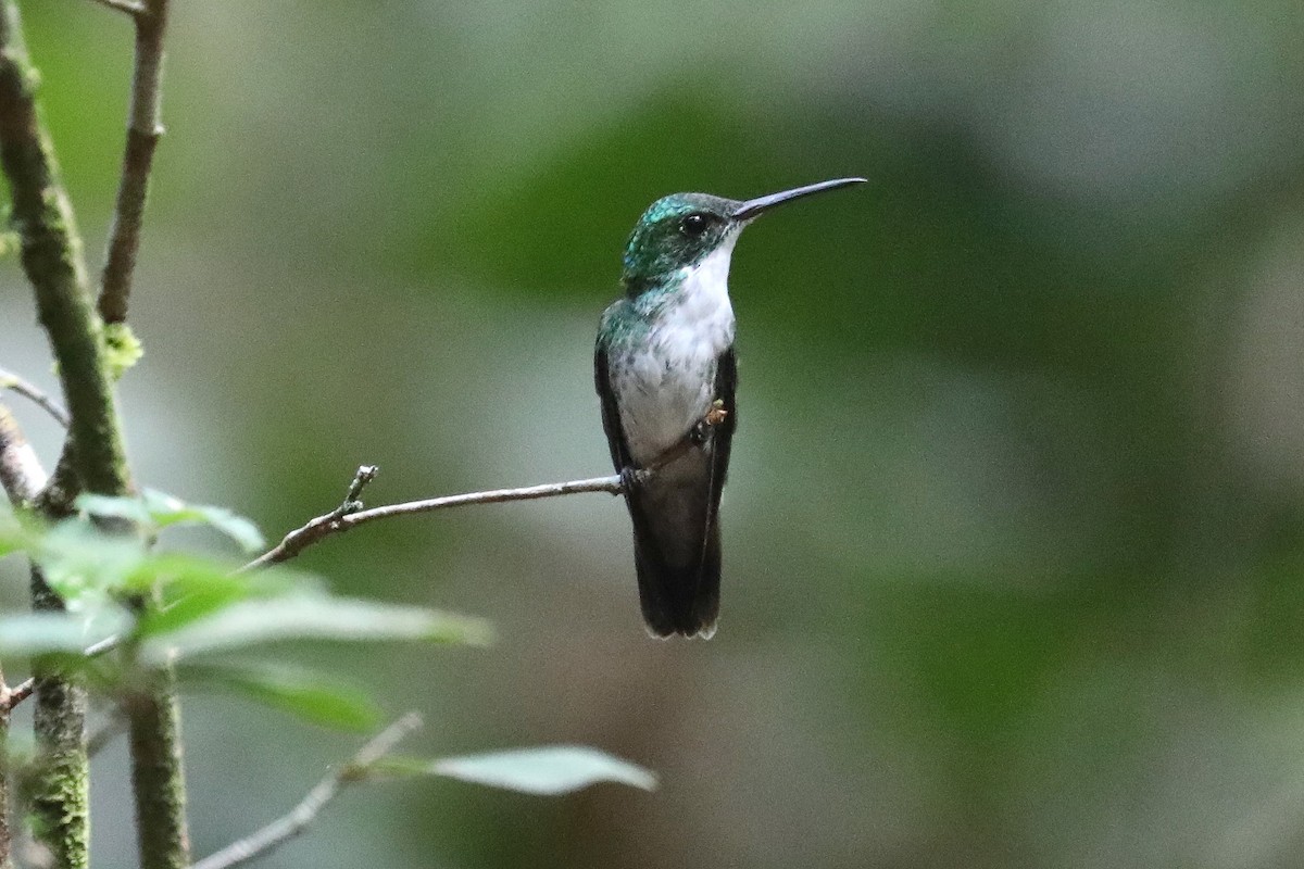White-chested Emerald - Stephen Gast