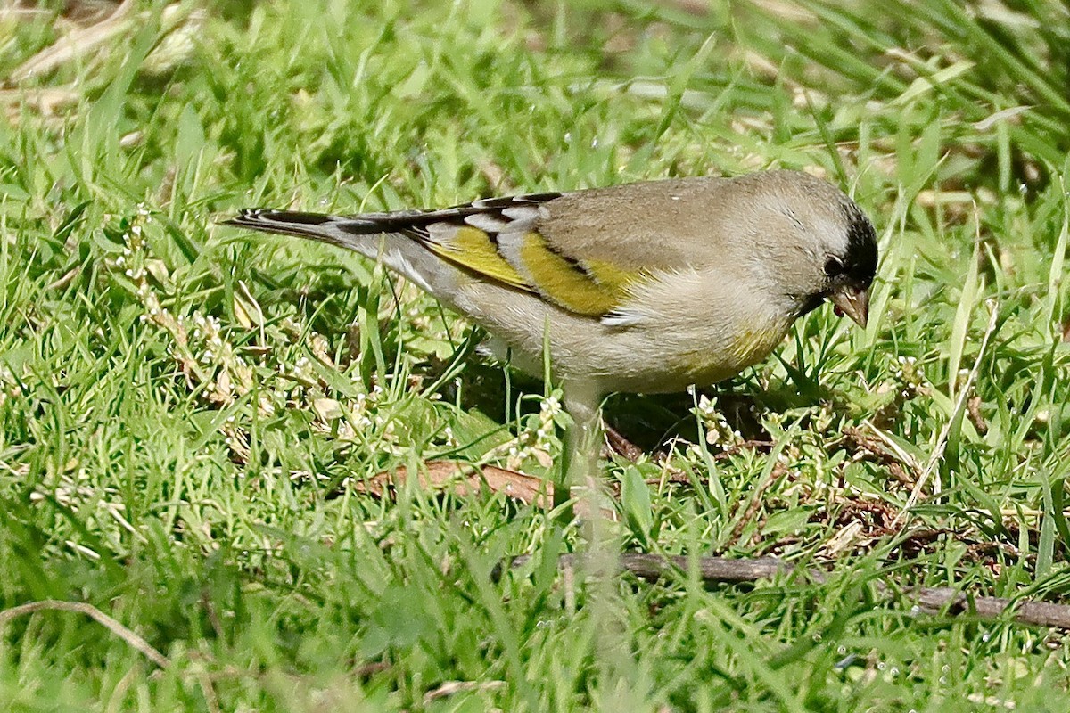Lawrence's Goldfinch - ML385309601