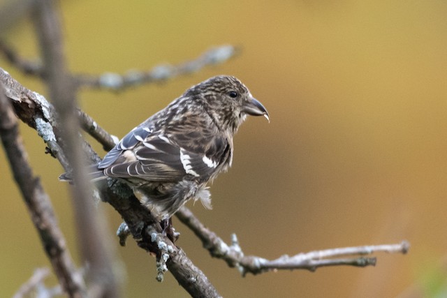 White-winged Crossbill