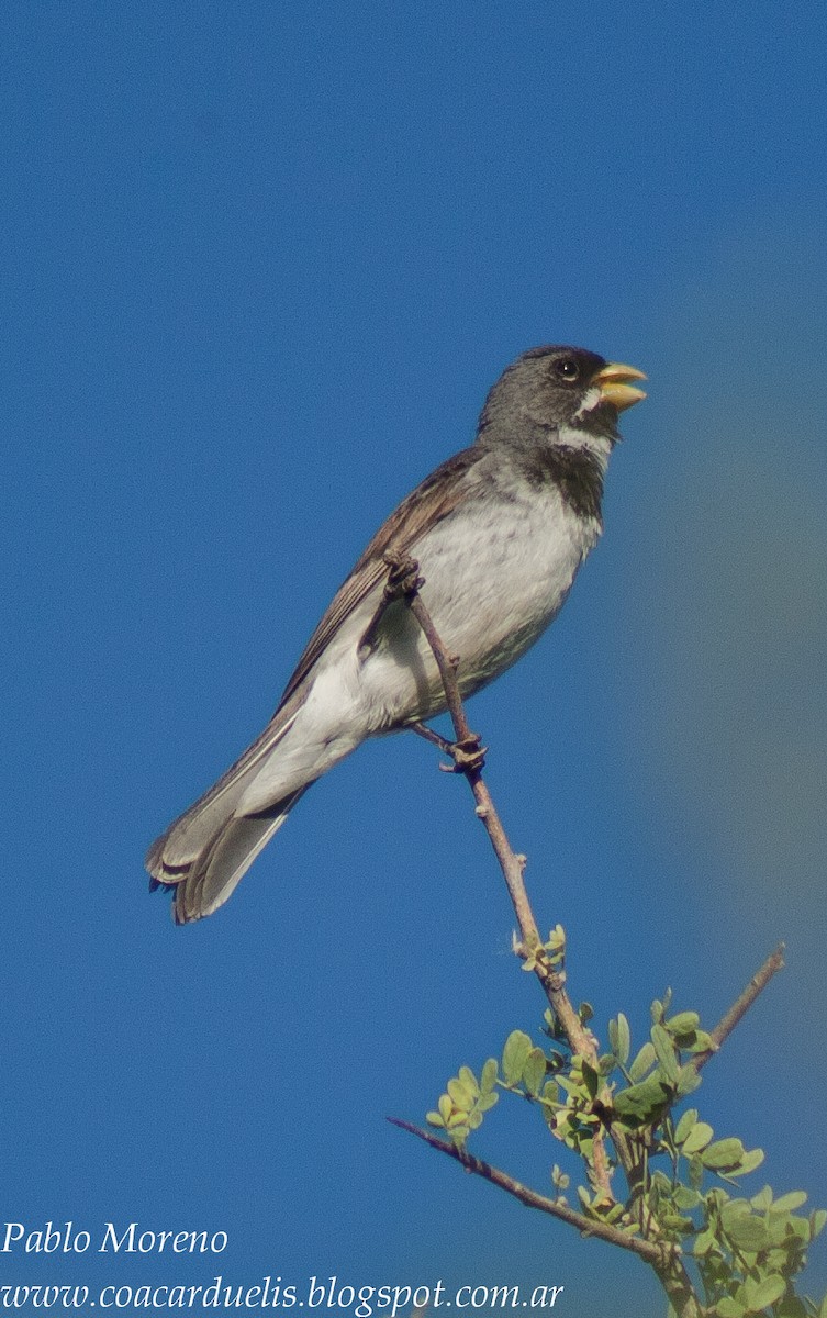 Double-collared Seedeater - ML38531481