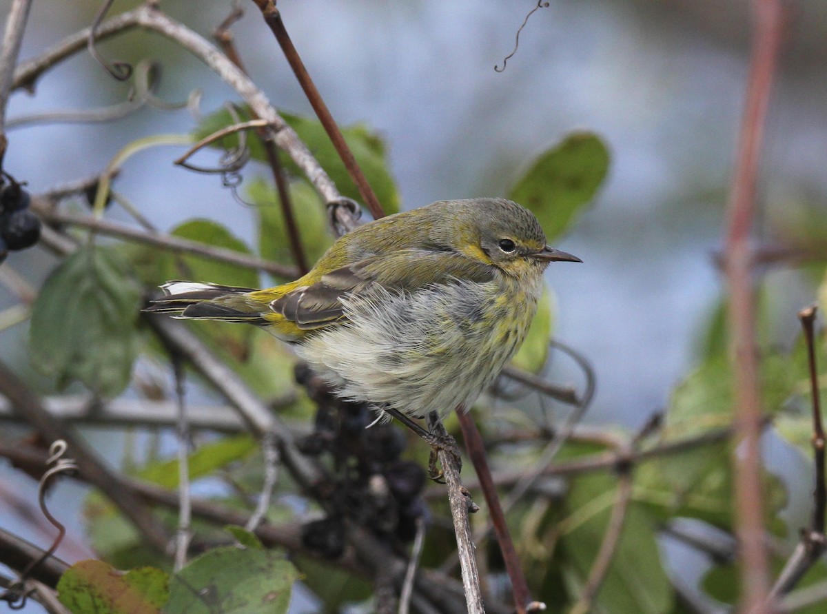 Cape May Warbler - ML385319081