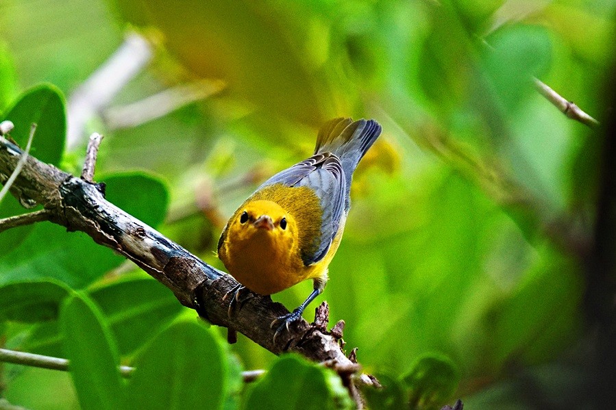 Prothonotary Warbler - Sadhu Govardhan