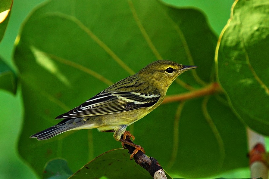 Blackpoll Warbler - Sadhu Govardhan
