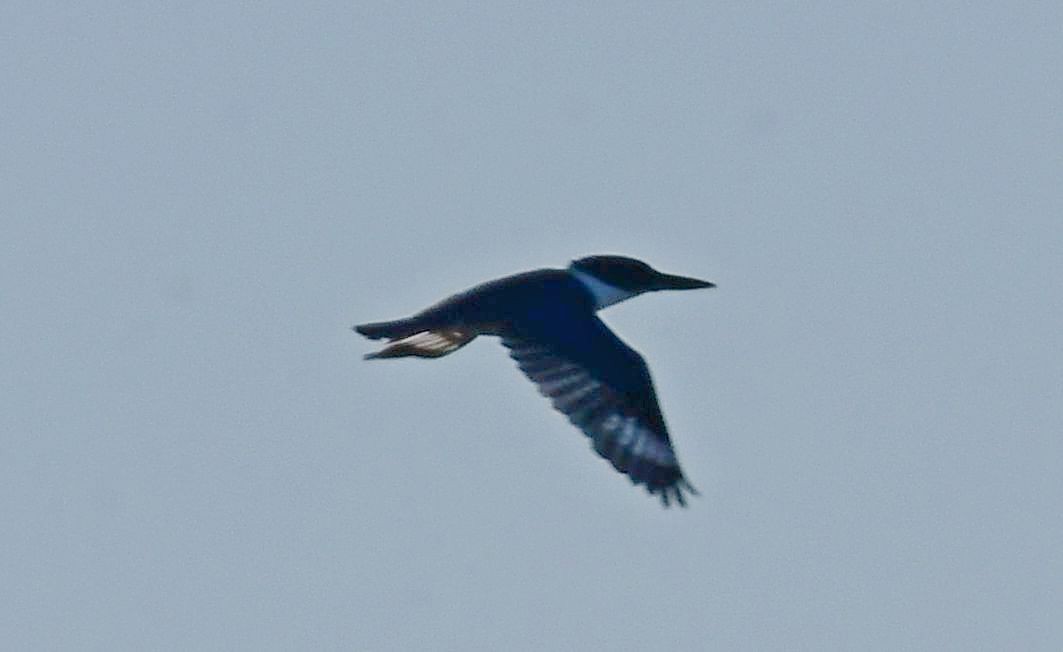 Belted Kingfisher - ML385321461