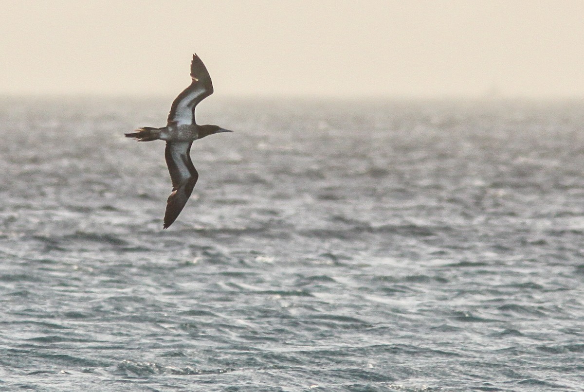 Brown Booby (Forster's) - ML385326471