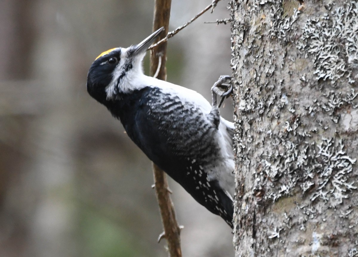 Black-backed Woodpecker - ML385339081