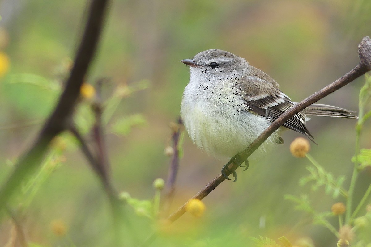Southern Mouse-colored Tyrannulet - ML385340221