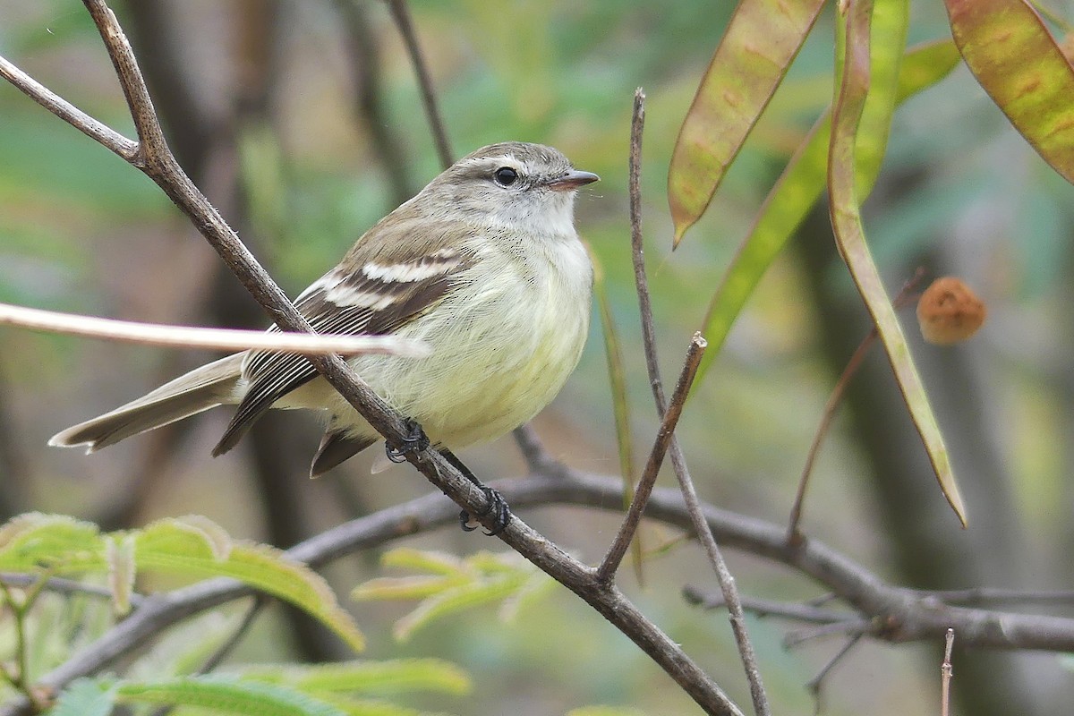 Southern Mouse-colored Tyrannulet - ML385340231
