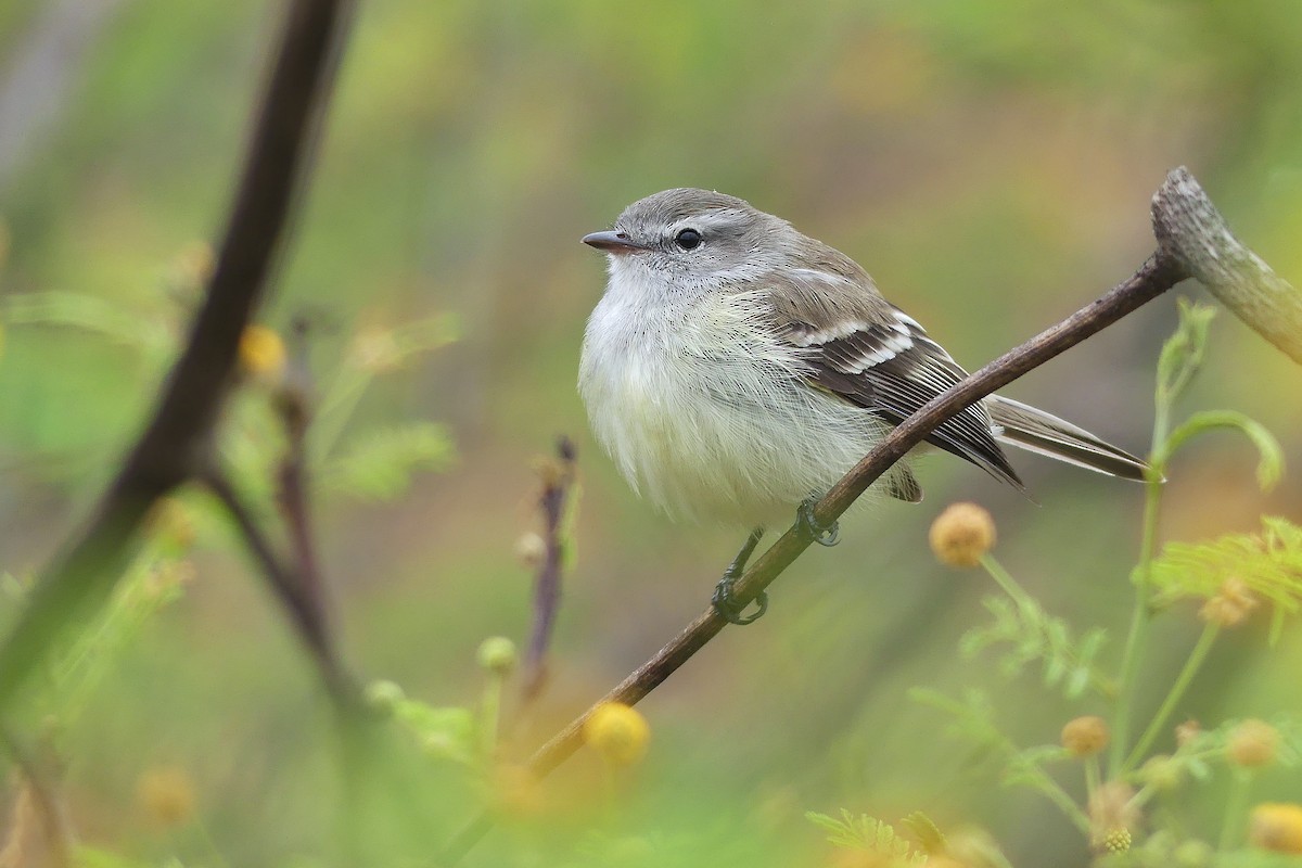 Southern Mouse-colored Tyrannulet - ML385340241