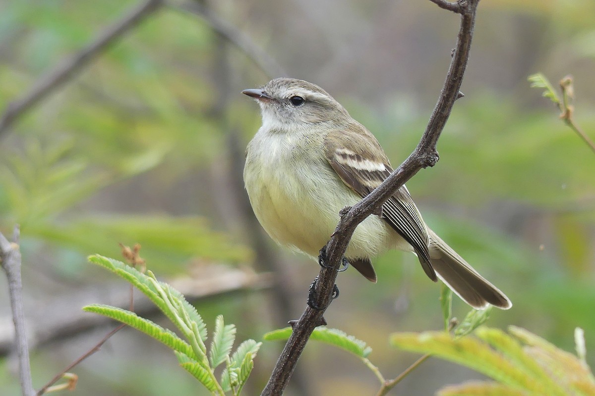 Southern Mouse-colored Tyrannulet - ML385340261
